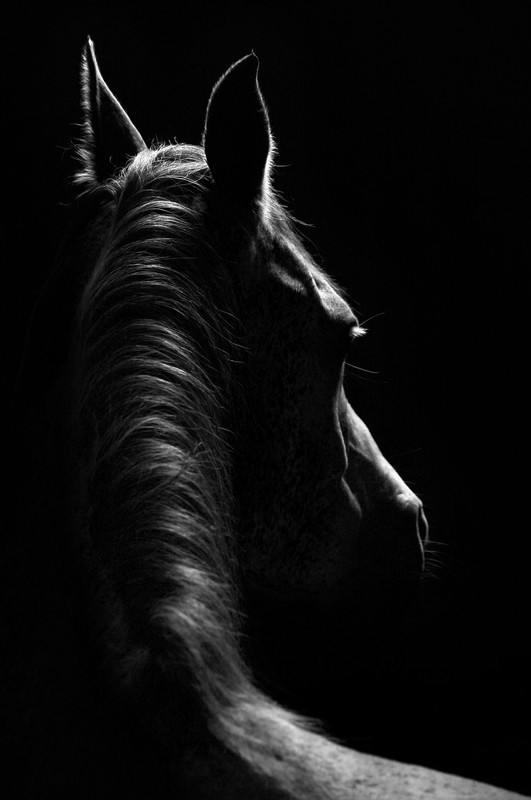 Stallion - Black-and-white