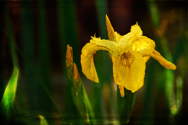  - Floral Art...