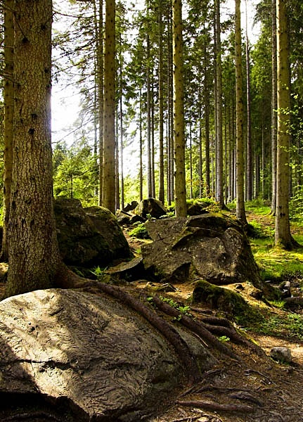  - Treebeards Herd...