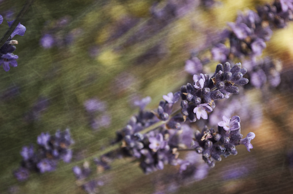  - Floral Art...