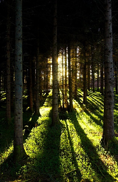  - Treebeards Herd...