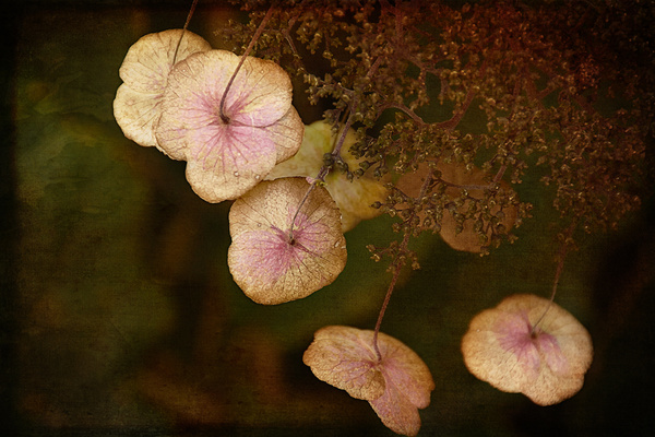  - Floral Art...