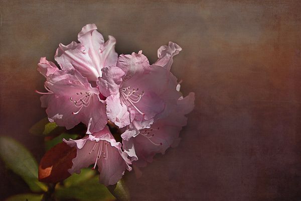  - Floral Art...
