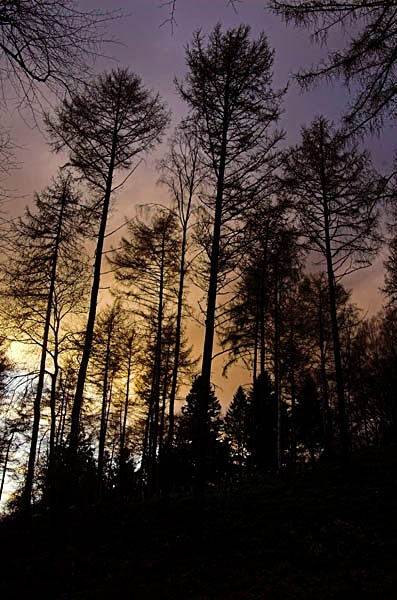  - Treebeards Herd...
