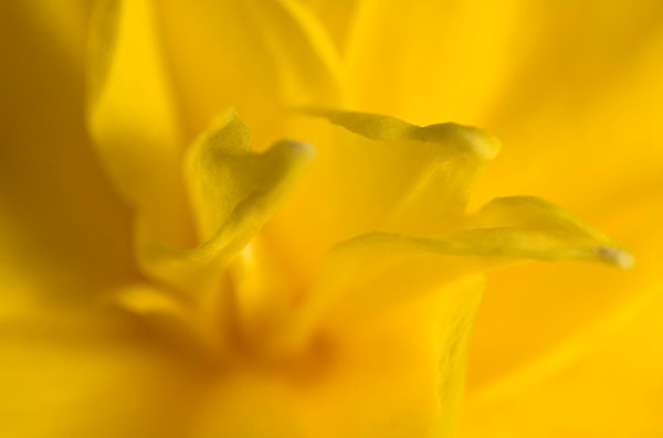  - Floral Art...