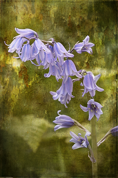  - Floral Art...