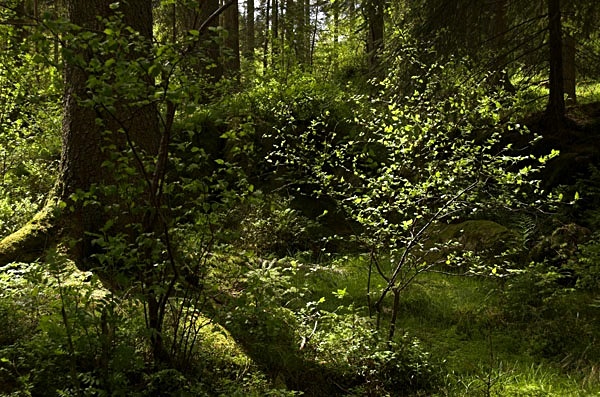  - Treebeards Herd...