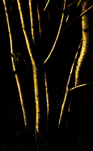  - Treebeards Herd...