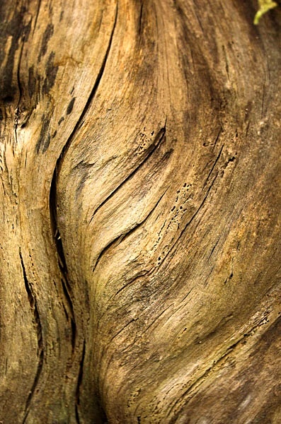  - Treebeards Herd...