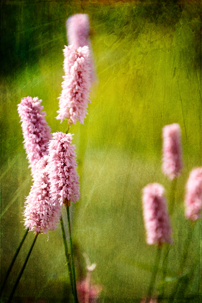  - Floral Art...
