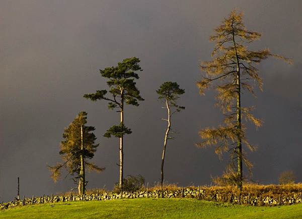  - Treebeards Herd...