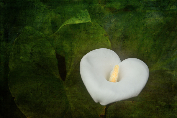  - Floral Art...