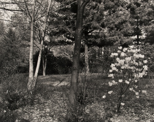 Arboretum, Pennsylvania, #1, 1984 - The Garden Series