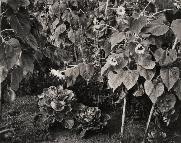 Sunflowers and Cabbages, Pennsylvania, 1986 - The Garden Series
