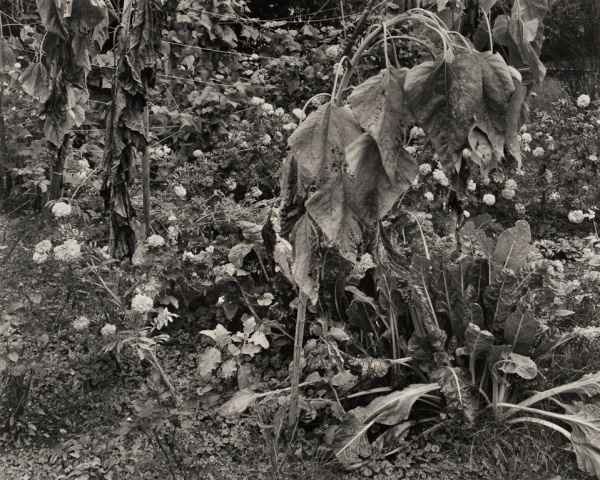 My Garden, Pennsylvania, 1984 - The Garden Series