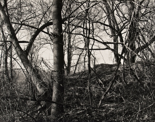Arboretum, Pennsylvania, #5, 1985 - The Garden Series