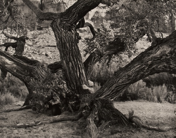 Cottonwood Trees, Utah, #1, 1989 - Landscapes