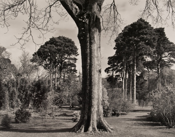 Arboretum, Ireland, #1, 1985 - The Garden Series
