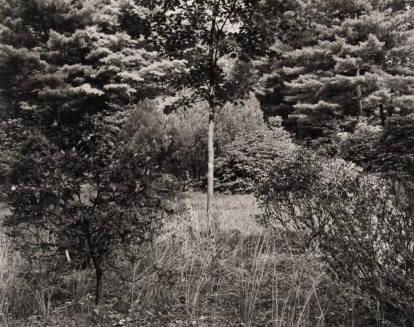 Arboretum, Pennsylvania, #6, 1985 - The Garden Series