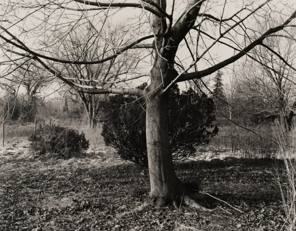 Maple, Pennsylvania, 1983 - The Garden Series