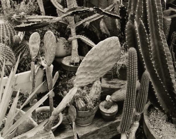 Cacti in Greenhouse, Pennsylvania, 1983 - The Garden Series