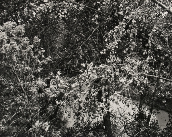 Trees by River, New Mexico, 1991 - Landscapes