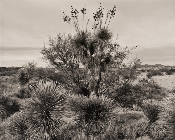 Cacti, Texas, 1988 - Landscapes