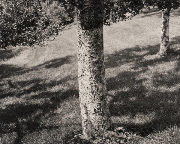 Orchard, Pennsylvania, #1, 1992 - The Garden Series