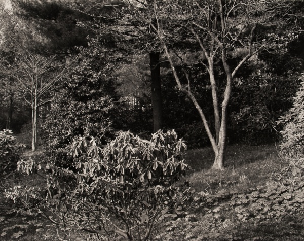 Arboretum, Pennsylvania, #3, 1984 - The Garden Series
