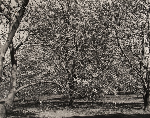 Arboretum, Pennsylvania, #4, 1984 - The Garden Series