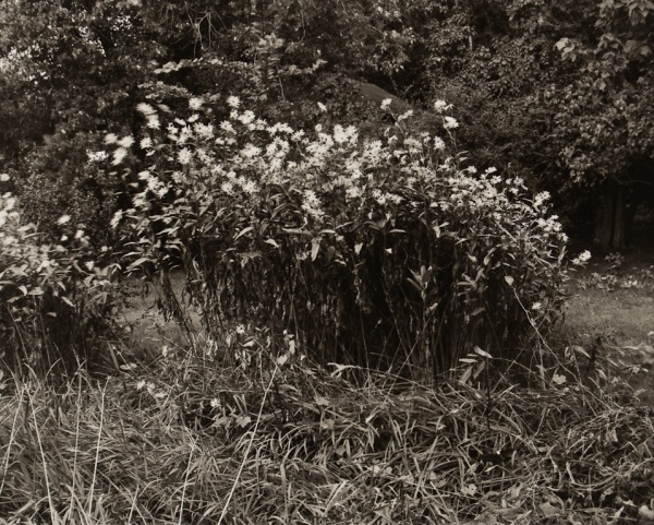 George's Garden, New York, #2, 1983 - The Garden Series