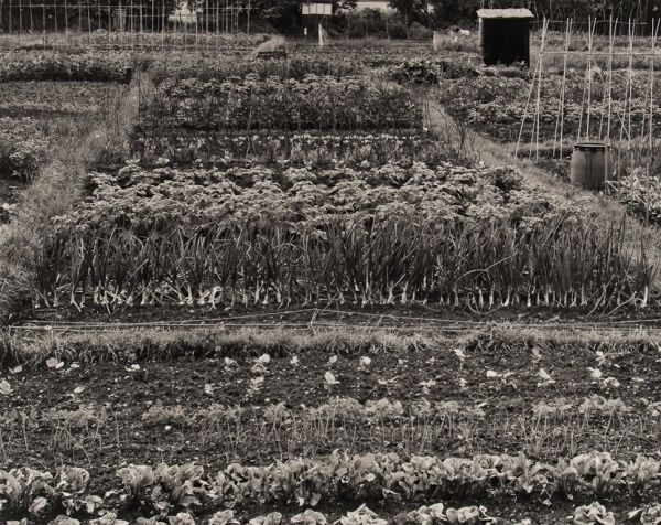Allotments, Oxfordshire, #2, 1986 - The Garden Series