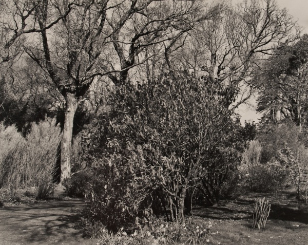 Arboretum, Ireland, # 2, 1985 - The Garden Series