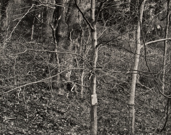 Trees, Church Road, Pennsylvania, 1984 - The Garden Series