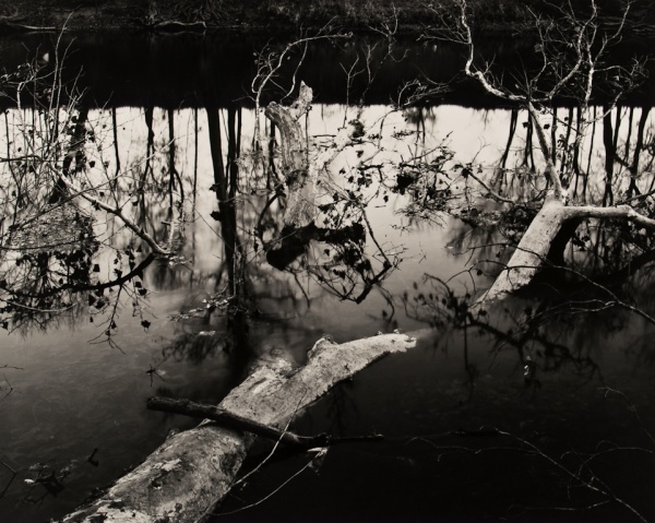 Fallen Sycamore, Missouri, 1990 - Landscapes