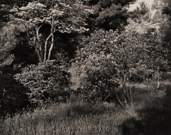 Arboretum, Pennsylvania, #2, 1984 - The Garden Series
