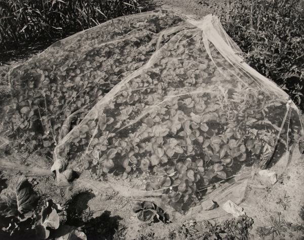 Strawberry Net, Missouri, 1989 - The Garden Series
