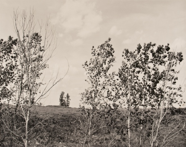 Trees on Hillside, Kansas, 1989 - Landscapes