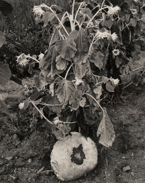 Sunflowers, 1987 - The Garden Series