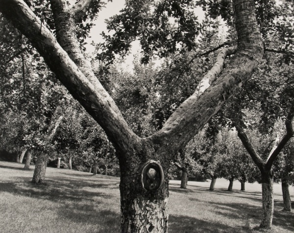 Orchard, Pennsylvania, #2, 1992 - The Garden Series