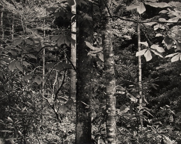 Forest, North Carolina, #1, 1991 - Landscapes