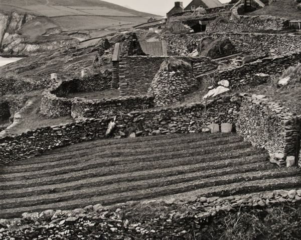 Garden, Dingle, 1986 - The Garden Series