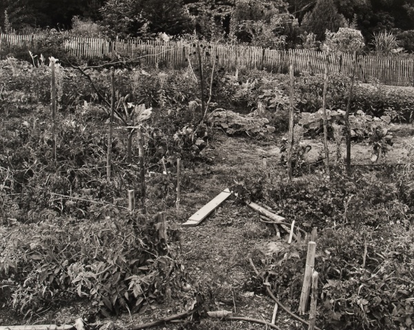 Vegetable Garden, Pennsylvania, 1984 - The Garden Series