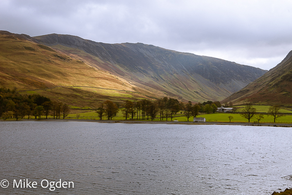 Buttermere Fell and Pines - Lake District
