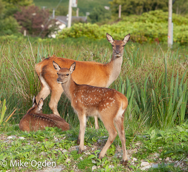 Red Deer on Arran - Arran