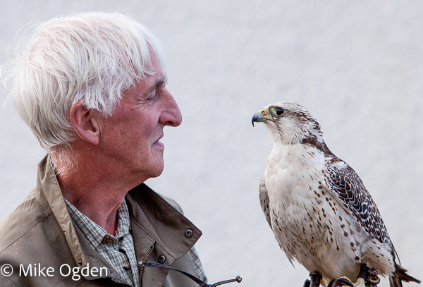 Falconer - Arran