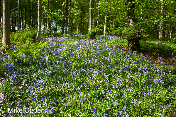 Dunnottar Woods Bluebells, 1 - Stonehaven and Area