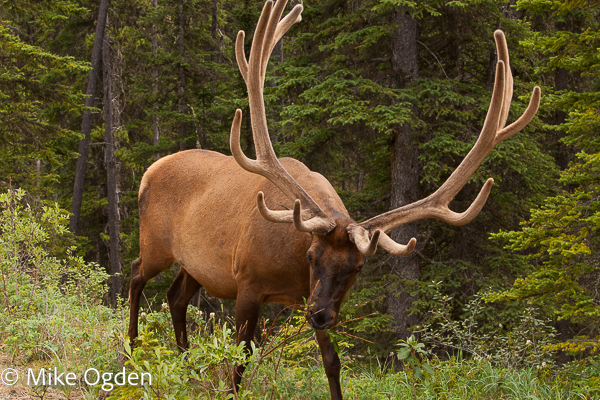 Elk on Roadside - Jasper