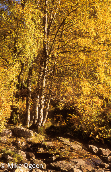 Trees at Ashness Bridge - Lake District