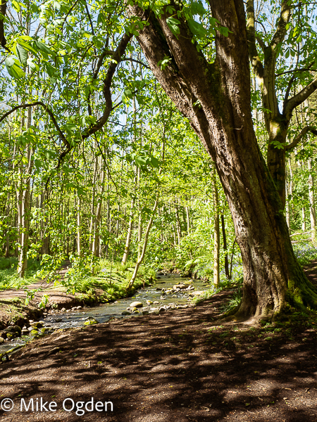 Glaslaw Burn, Dunnotar Woods, 2 - Stonehaven and Area